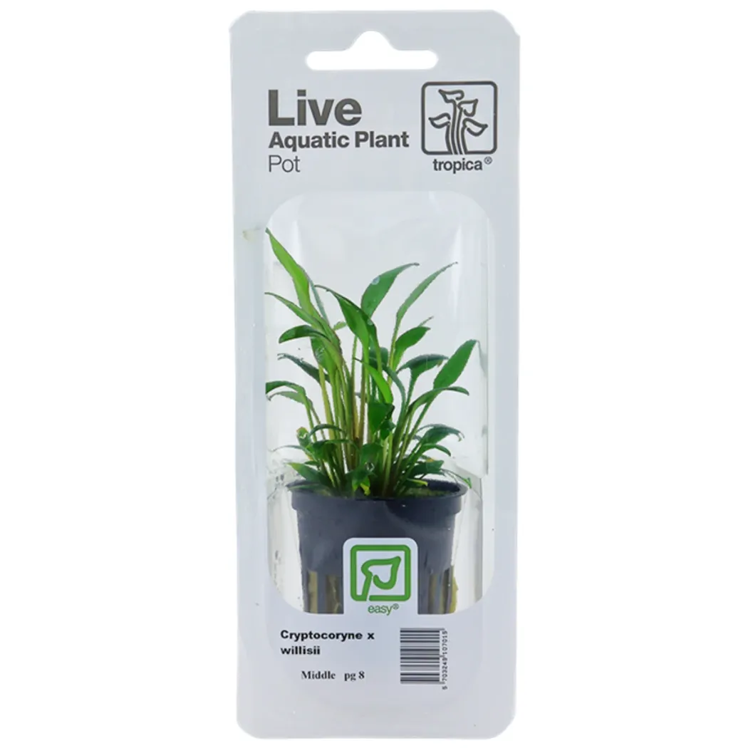 Tropica PCS Pot Cryptocoryne x willisii x 3