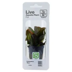 Tropica PCS Pot Echinodorus Reni x 3