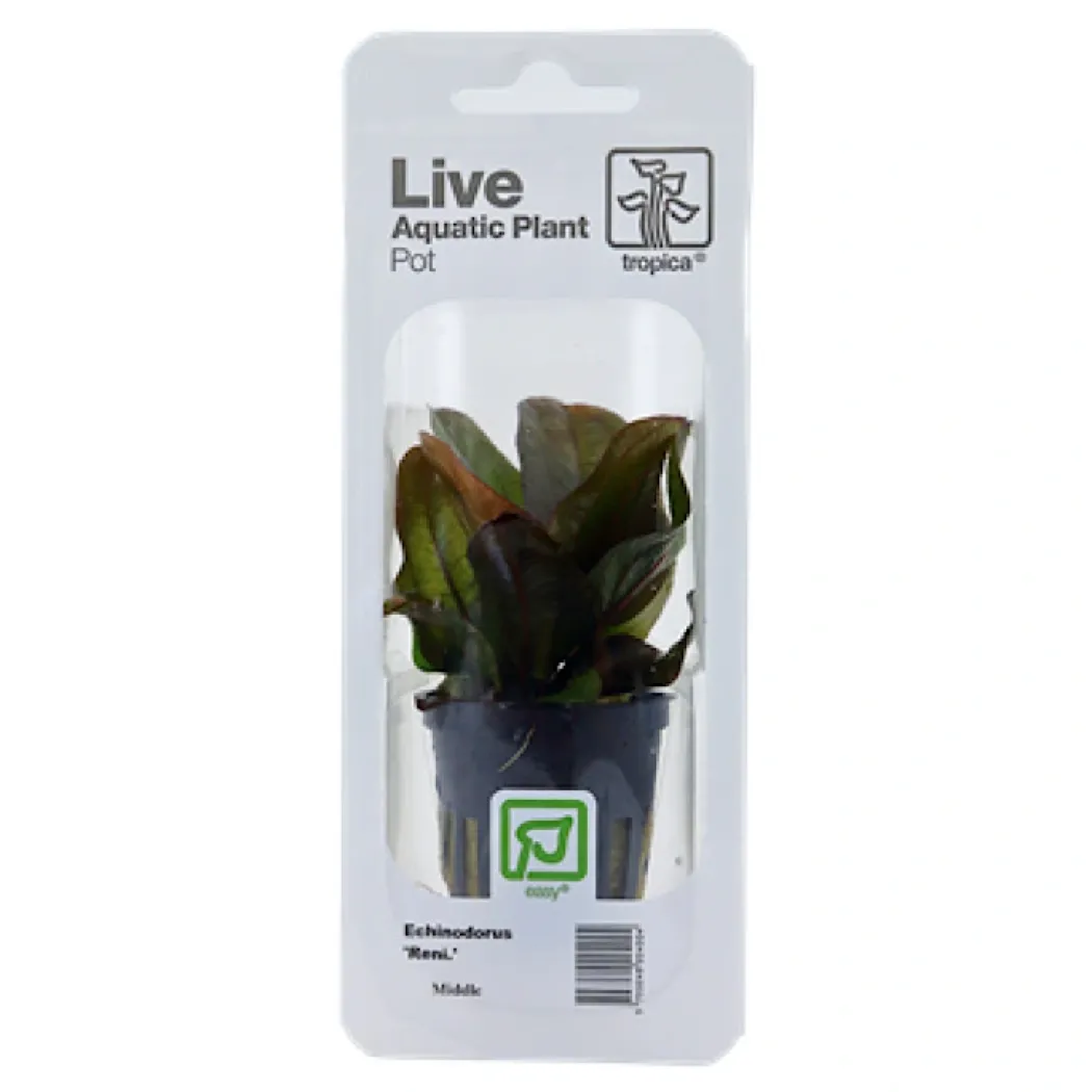 Tropica PCS Pot Echinodorus Reni x 3