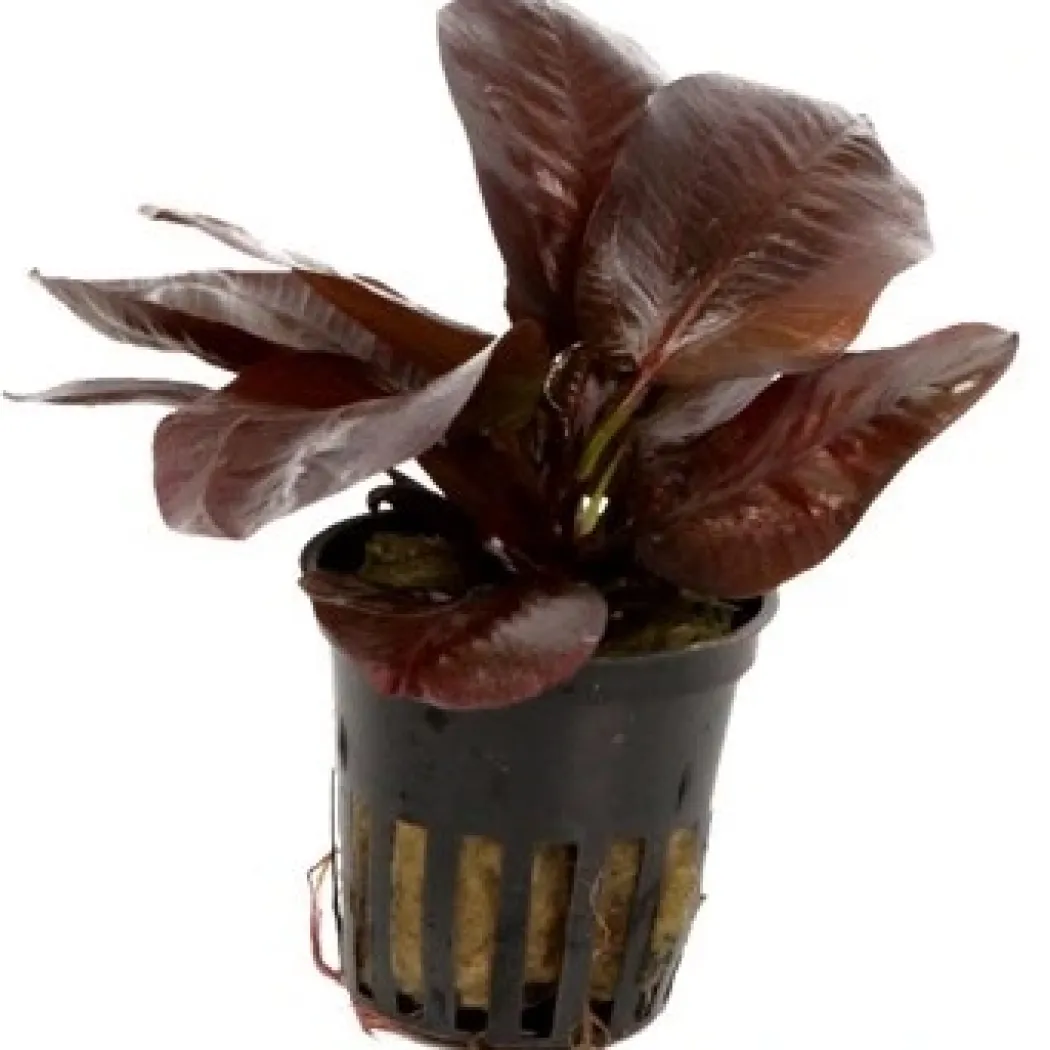Tropica PCS Pot Echinodorus Reni x 3