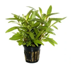 Tropica PCS Pot Hygrophila Siamensis 53B x 3