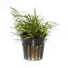 Tropica PCS Pot Lilaeopsis brasiliensis x 3