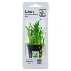 Tropica PCS Pot Lilaeopsis brasiliensis x 3