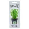 Tropica PCS Pot Limnophila sessiliflora x 3