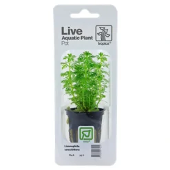 Tropica PCS Pot Limnophila sessiliflora x 3