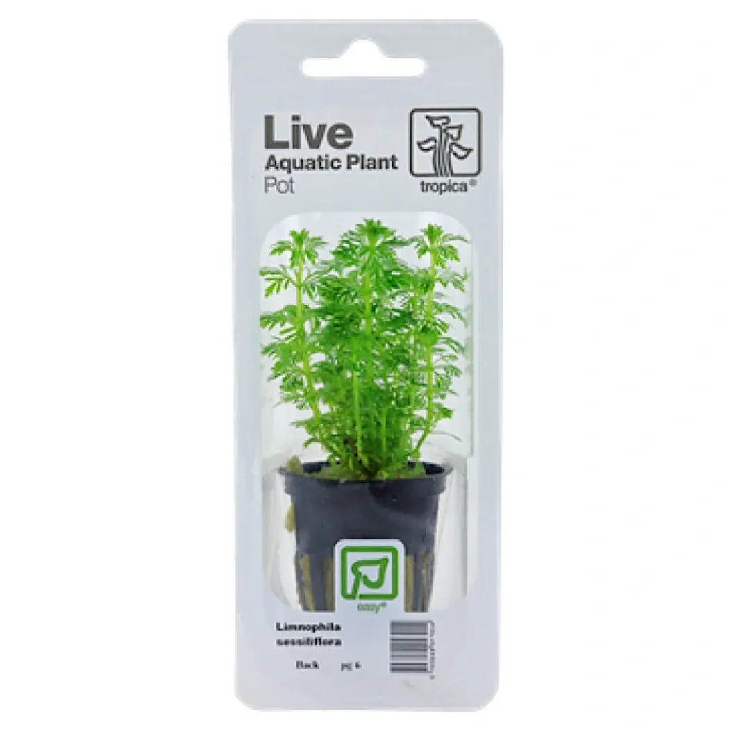Tropica PCS Pot Limnophila sessiliflora x 3