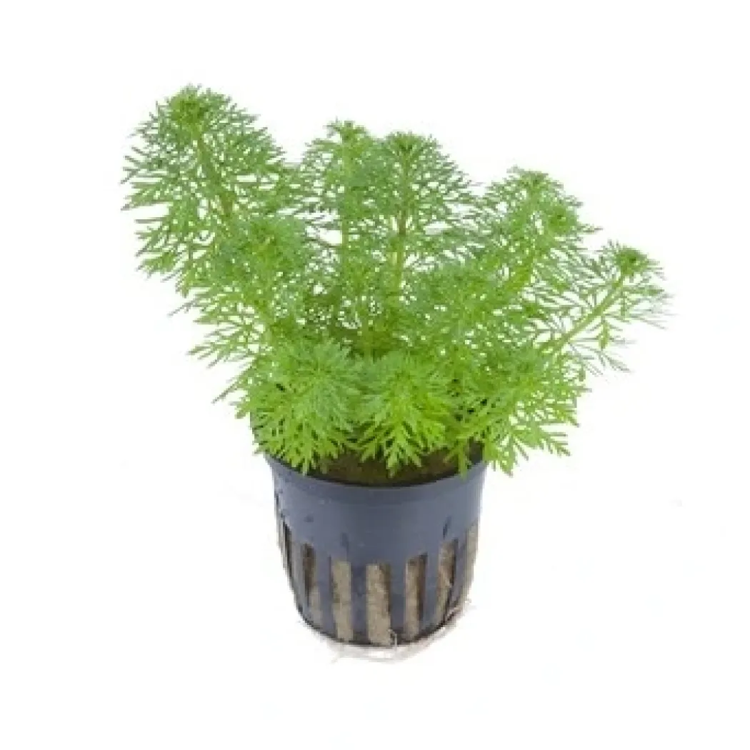Tropica PCS Pot Limnophila sessiliflora x 3