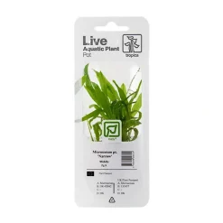 Tropica PCS Pot Microsorum pteropus Narrow x 3