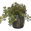Tropica PCS Pot Rotala rotundifolia x 3