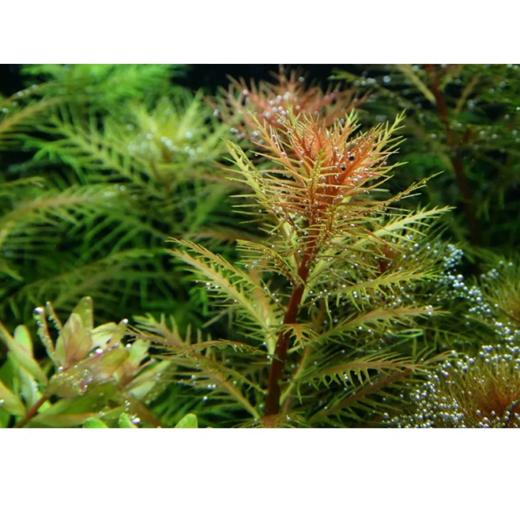 Tropica Proserpinaca palustris 1-2-GROW x 3