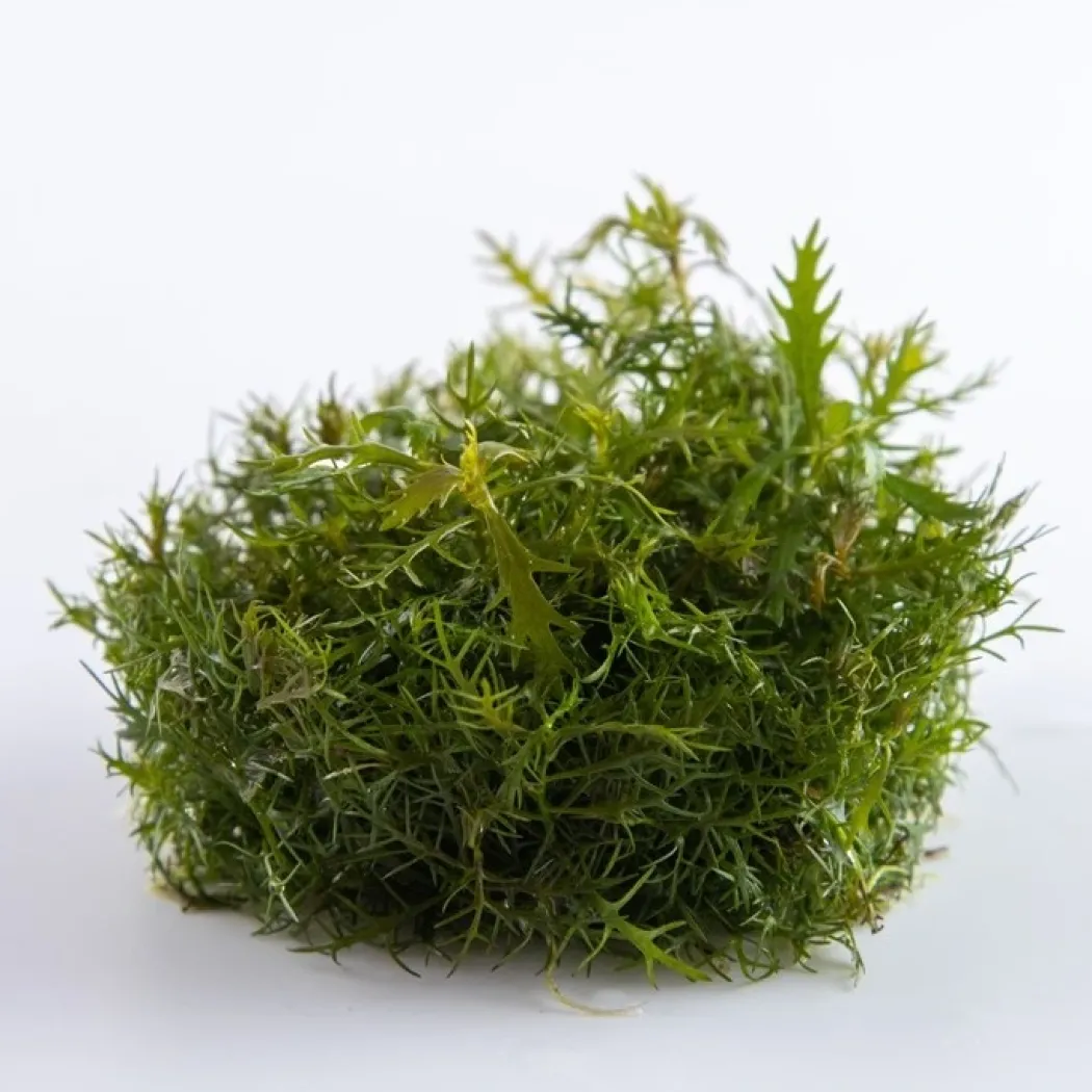 Tropica Proserpinaca palustris 1-2-GROW x 3