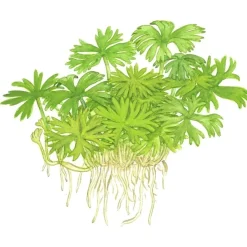 Tropica Ranunculus inundatus 1-2-GROW