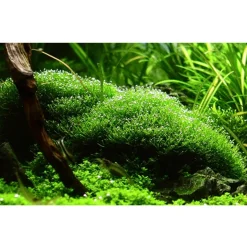Tropica Riccia fluitans 1-2-GROW