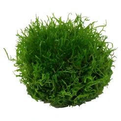 Tropica Riccia fluitans 1-2-GROW