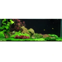 Tropica Riccia fluitans 1-2-GROW