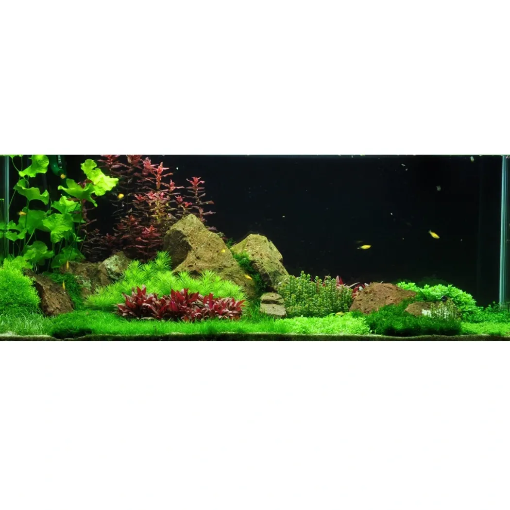 Tropica Riccia fluitans 1-2-GROW