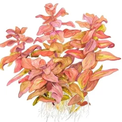 Tropica Rotala macrandra Japan 1-2-GROW x 3