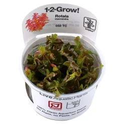 Tropica Rotala macrandra Japan 1-2-GROW x 3