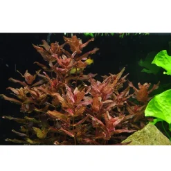 Tropica Rotala macrandra Japan 1-2-GROW x 3