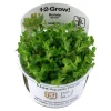 Tropica Rotala sp. bonsai 1-2-GROW x 3