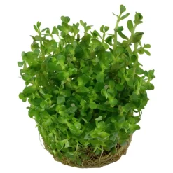 Tropica Rotala sp. bonsai 1-2-GROW x 3