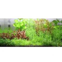 Tropica Rotala sp. bonsai 1-2-GROW x 3