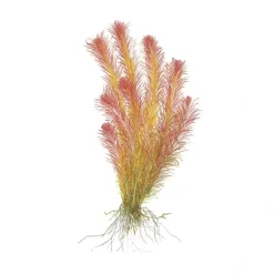 Tropica Rotala wallichii 1-2-GROW x 3
