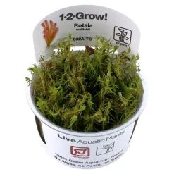 Tropica Rotala wallichii 1-2-GROW x 3