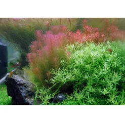 Tropica Rotala wallichii 1-2-GROW x 3