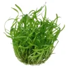 Tropica Sagittaria subulata 1-2-GROW
