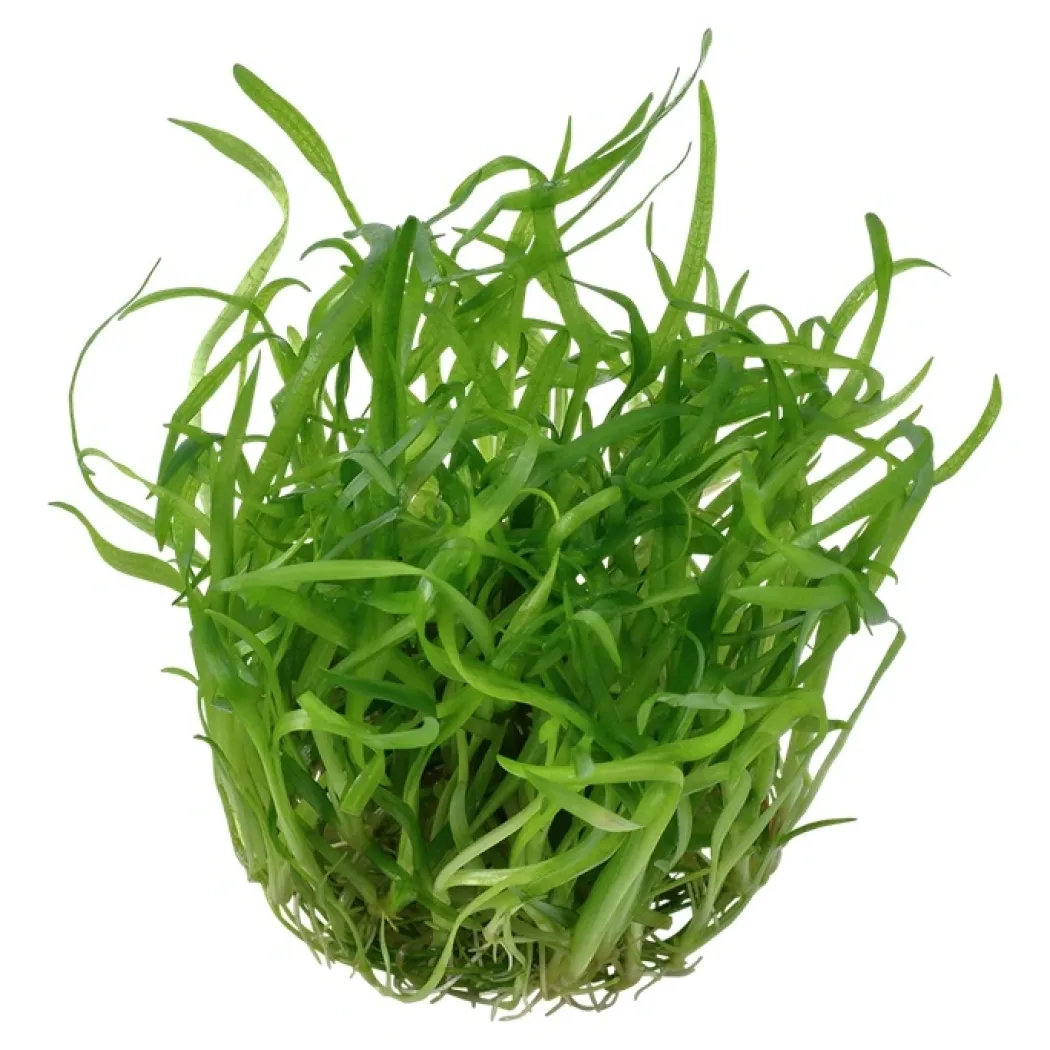 Tropica Sagittaria subulata 1-2-GROW