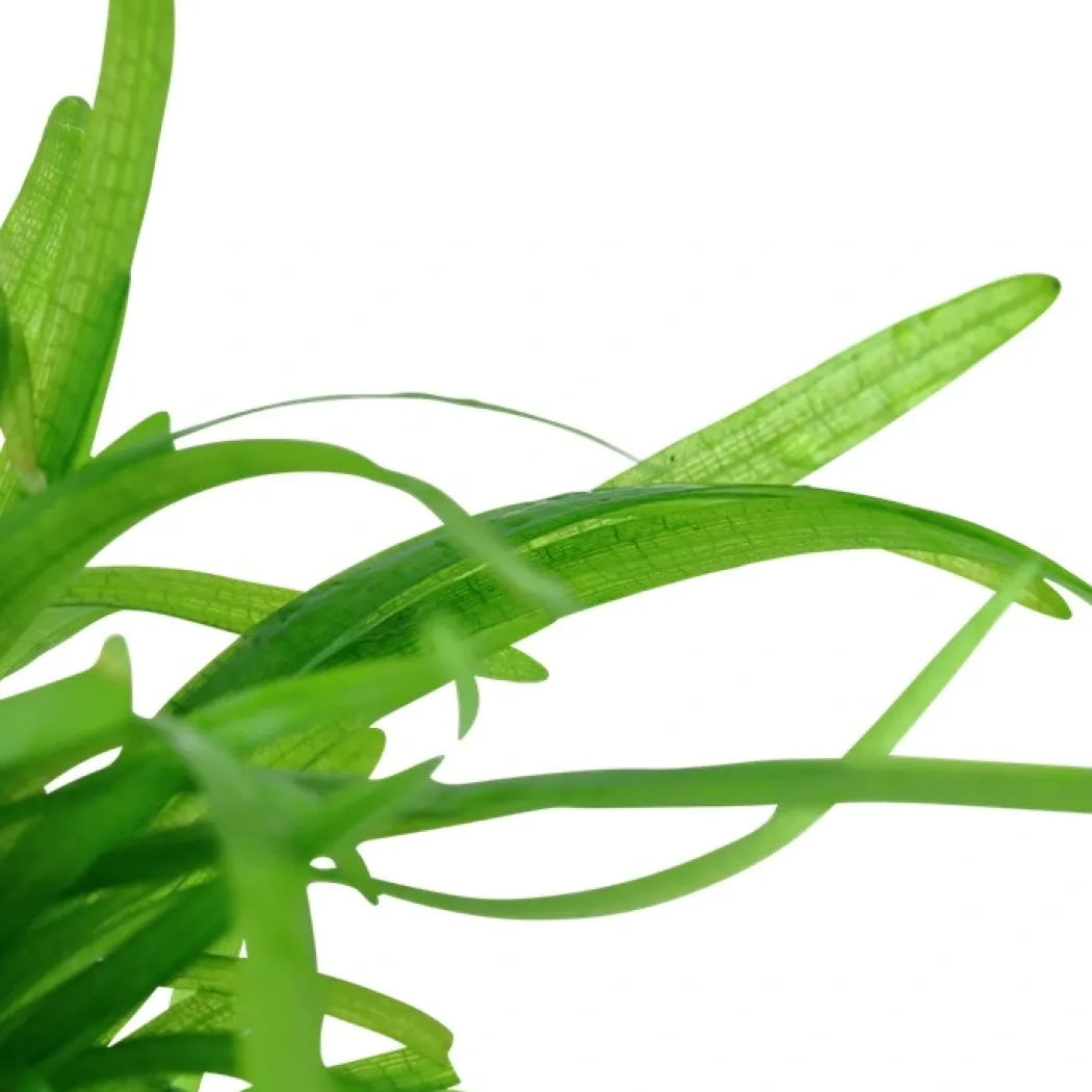 Tropica Sagittaria subulata 1-2-GROW