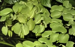 Tropica Salvinia Minima 1-2-GROW