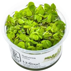 Tropica Salvinia Minima 1-2-GROW