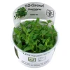 Tropica Staurogyne repens 1-2-GROW