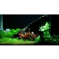 Tropica Staurogyne repens 1-2-GROW