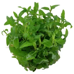 Tropica Staurogyne repens 1-2-GROW