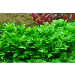 Tropica Staurogyne repens 1-2-GROW