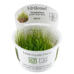 Tropica Taxiphyllum barbieri 'Bogor Moss' 1-2-GROW