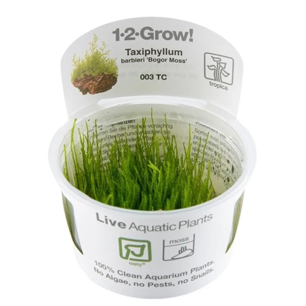 Tropica Taxiphyllum barbieri 'Bogor Moss' 1-2-GROW