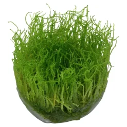 Tropica Taxiphyllum barbieri 'Bogor Moss' 1-2-GROW