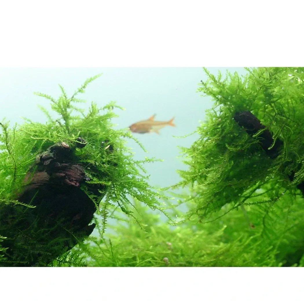 Tropica Taxiphyllum barbieri 'Bogor Moss' 1-2-GROW