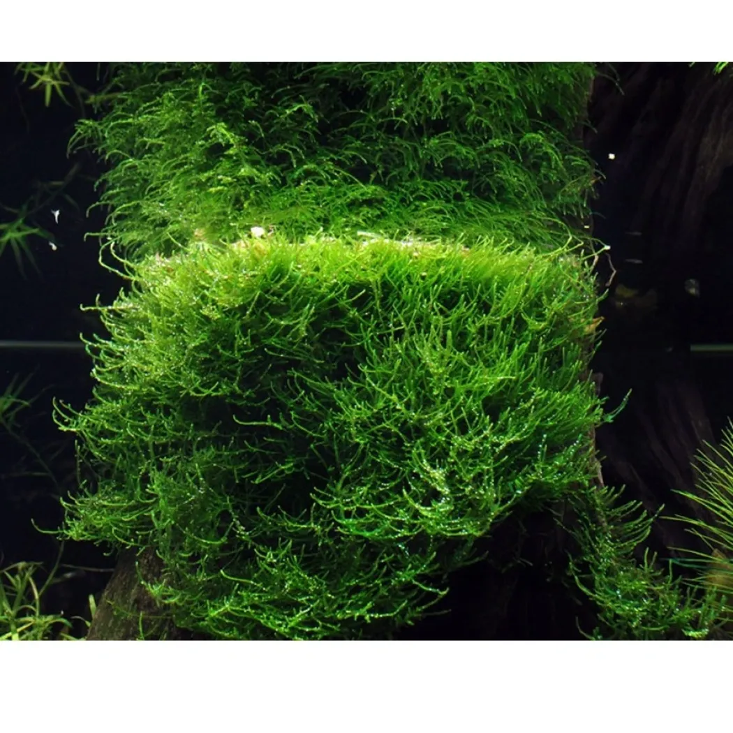 Tropica Taxiphyllum barbieri 'Bogor Moss' 1-2-GROW