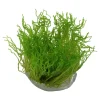 Tropica Taxiphyllum sp. Flame 1-2-GROW