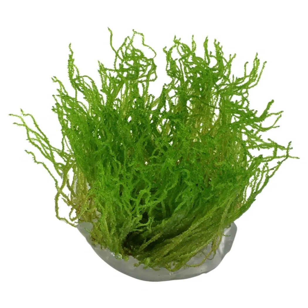 Tropica Taxiphyllum sp. Flame 1-2-GROW