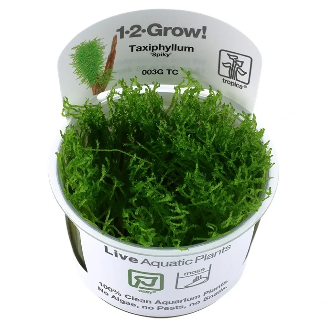 Tropica Taxiphyllum Spiky 1-2-GROW