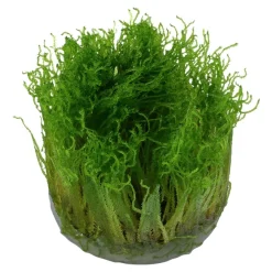 Tropica Taxiphyllum Spiky 1-2-GROW