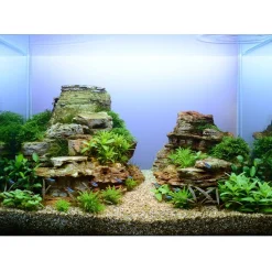 Tropica Taxiphyllum Spiky 1-2-GROW