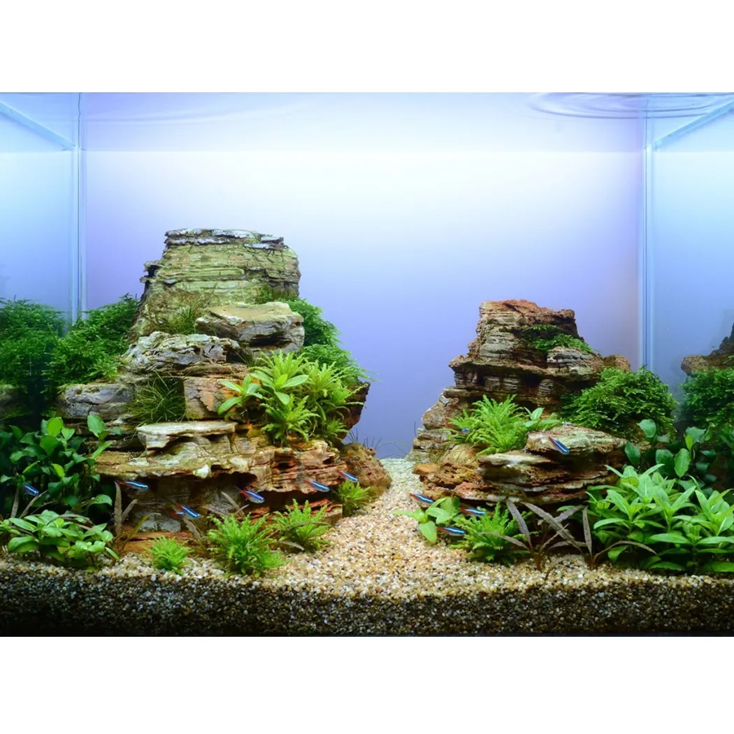 Tropica Taxiphyllum Spiky 1-2-GROW
