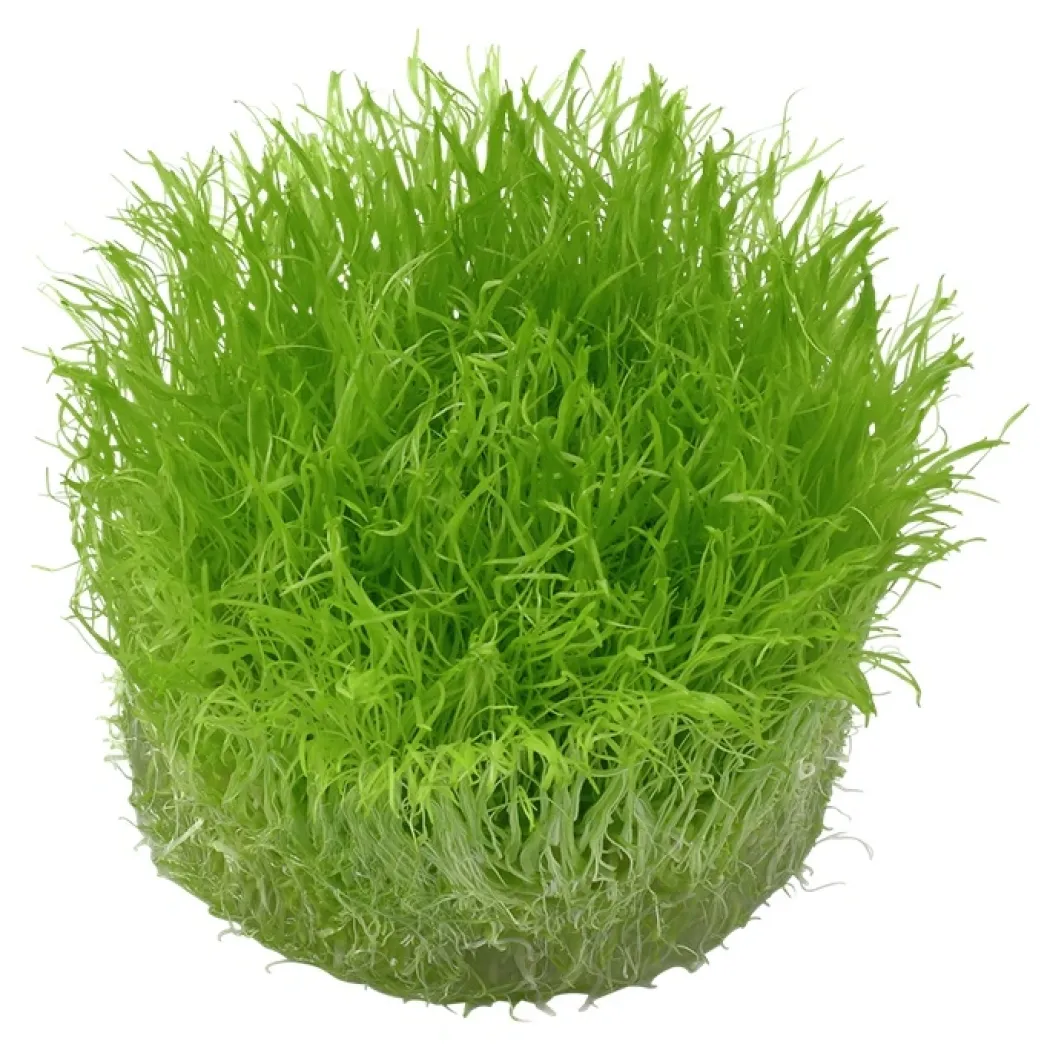 Tropica Utricularia graminifolia 1-2-GROW x 3